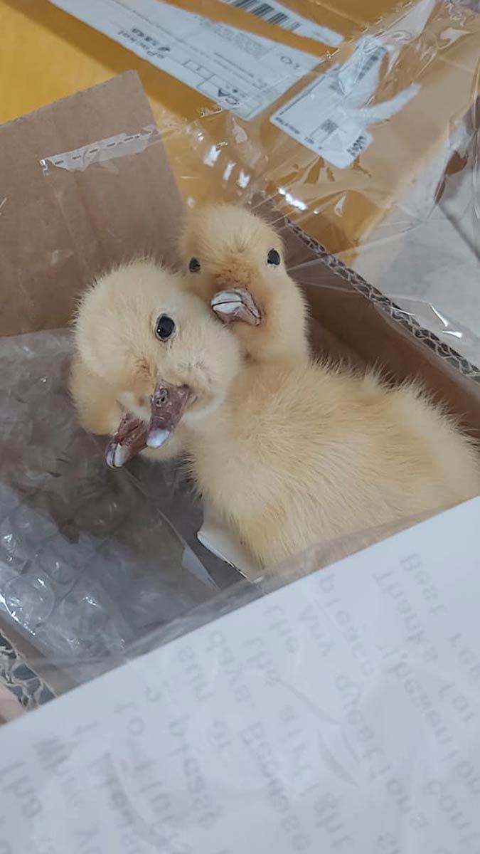 Koliden 3 kafalı doldurulmuş ördek yavrusu çıktı