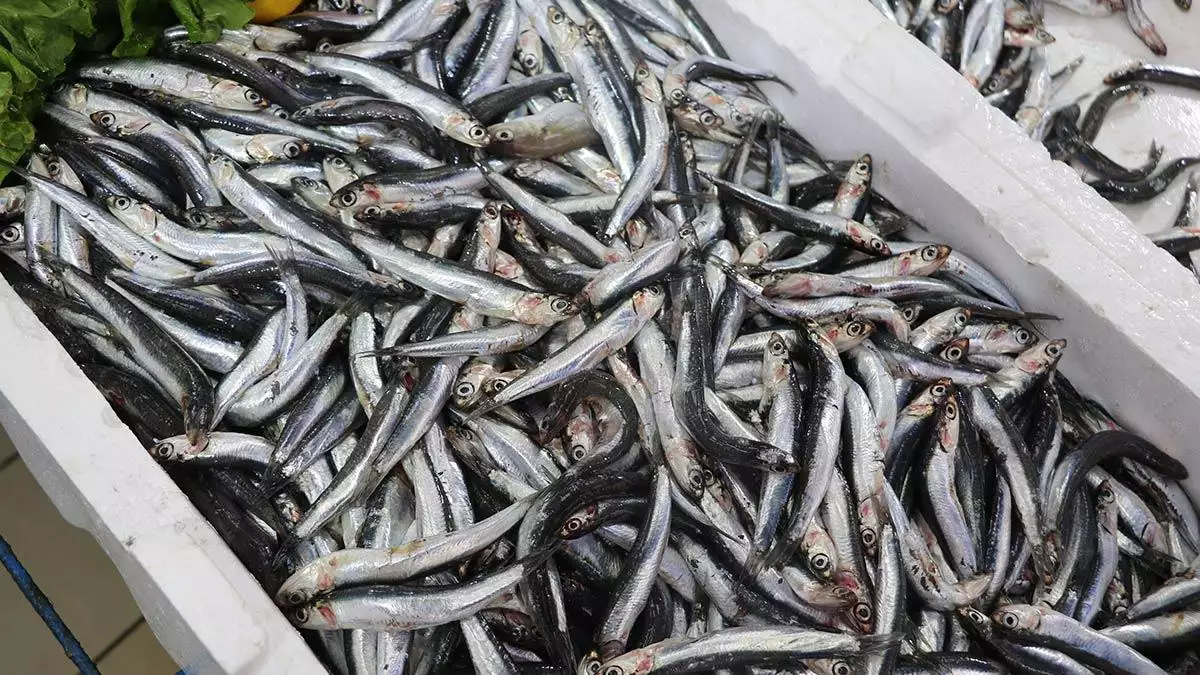 Samsun'da hamsiden ümidini kesen balıkçılar çaça balığı avına yöneldi. Balıkçılar, balık unu, yağı ve yemi olarak fabrikalarda işlenen çaça avını bu yıl bir ay erken başlattı.