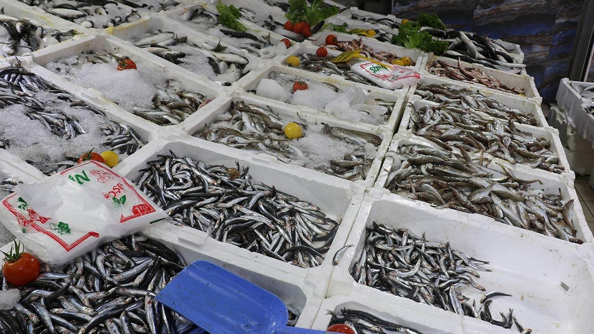 Balıkçılar çaça balığı avına yöneldi