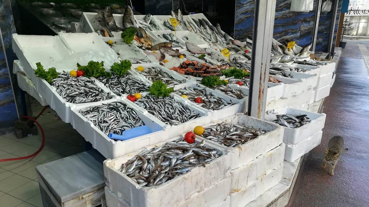 Karadeniz'e hamsi geri döndü