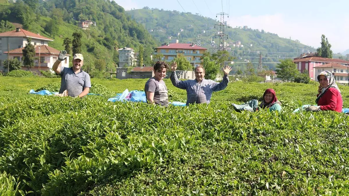 Doğu karadeniz'de, mayıs ayında başlayacak çay tarımı için hasat döneminde geçen yıl olduğu gibi büyük kentlerden bölgeye 100 binin üzerinde üreticinin gelmesi bekleniyor.