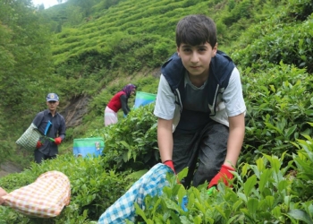 Çay toplamak için gelecek üreticiye vaka uyarısı