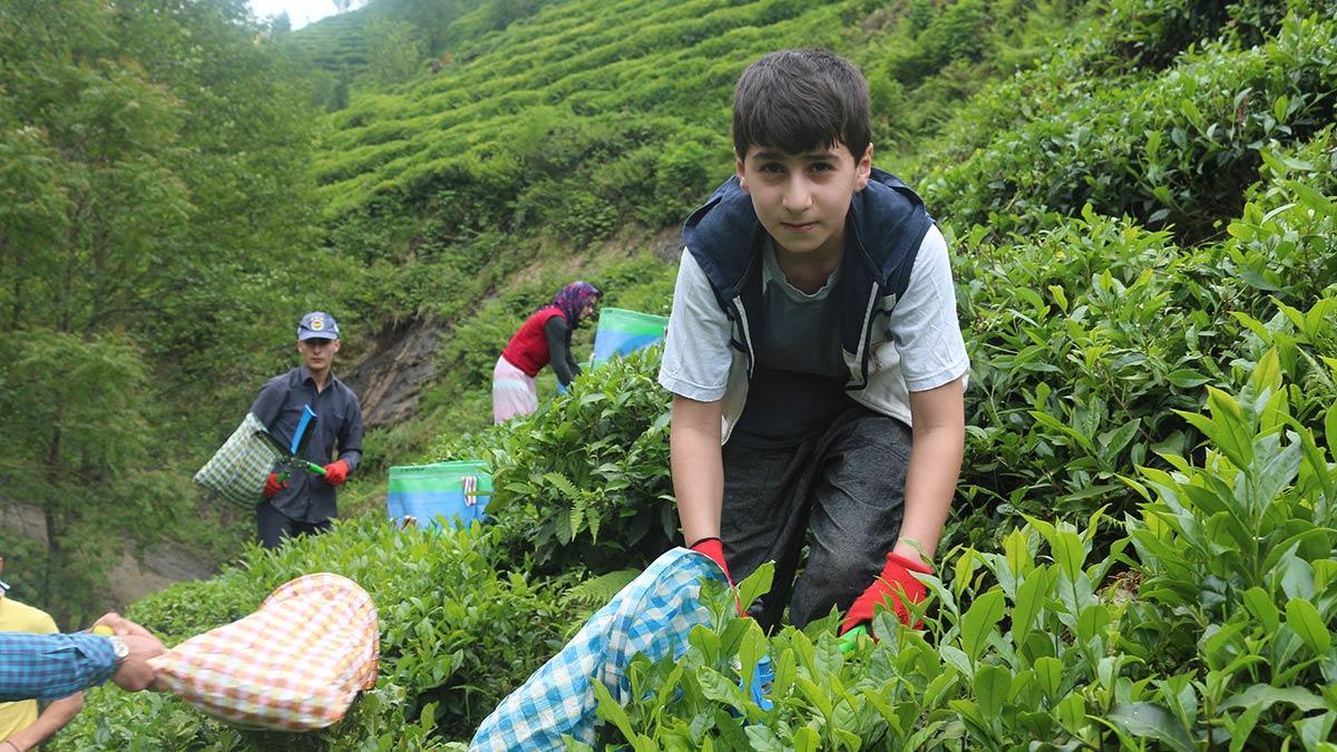 Çay toplamak için gelecek üreticiye vaka uyarısı