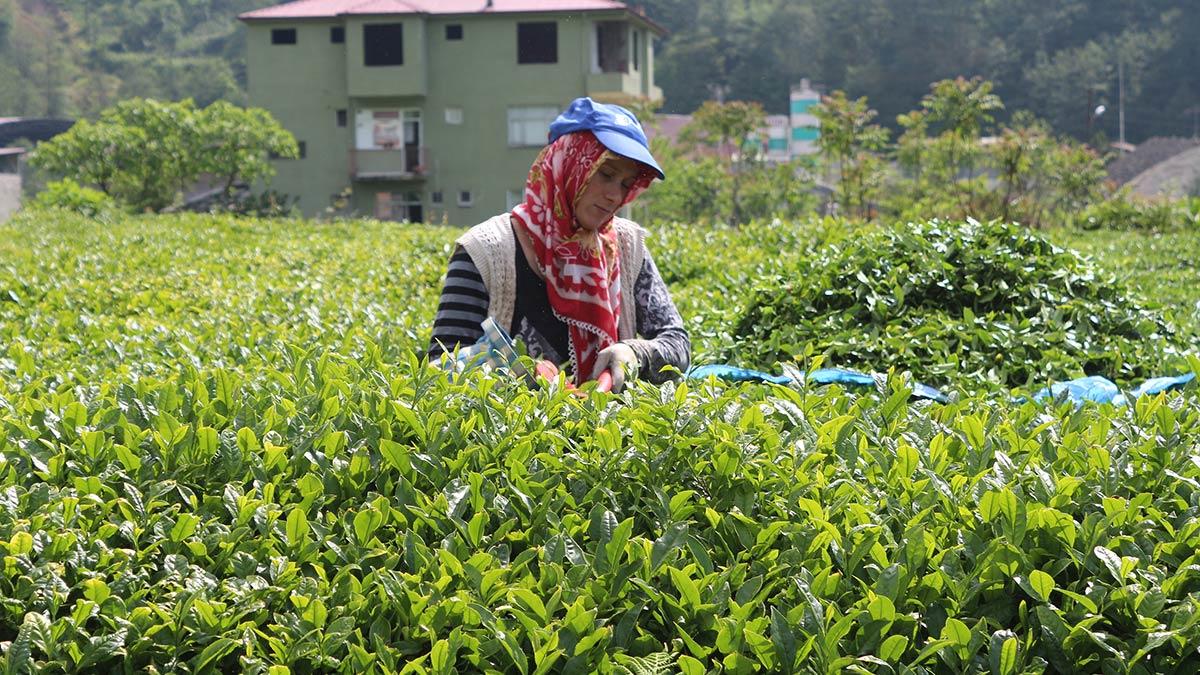 Prof. Dr. Faruk Aydın, Çok yüksek riskli kategorisinde yer alan Doğu Karadeniz'de çay toplamak için gelecek üretici ve işçilerin virüsü taşıyabileceğine dikkat çekti.