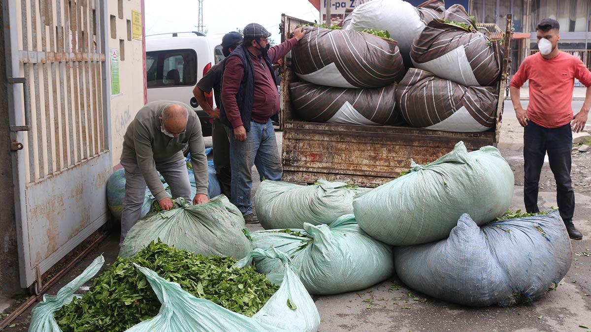 Çay toplamak için gelecek üreticiye vaka uyarısı