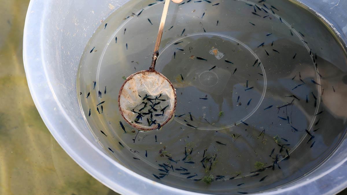 Karides üretim kapasitesiyle Avrupa'ya açılıyor