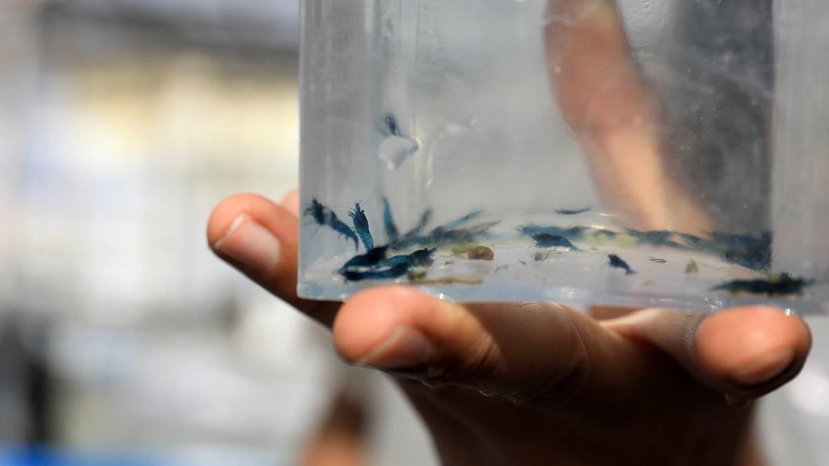 Antalya'da karides hobisini meslek edinen eski turist rehberi Timur Eker, 5 katına çıkardığı karides üretim kapasitesiyle Avrupa'ya açılıyor.