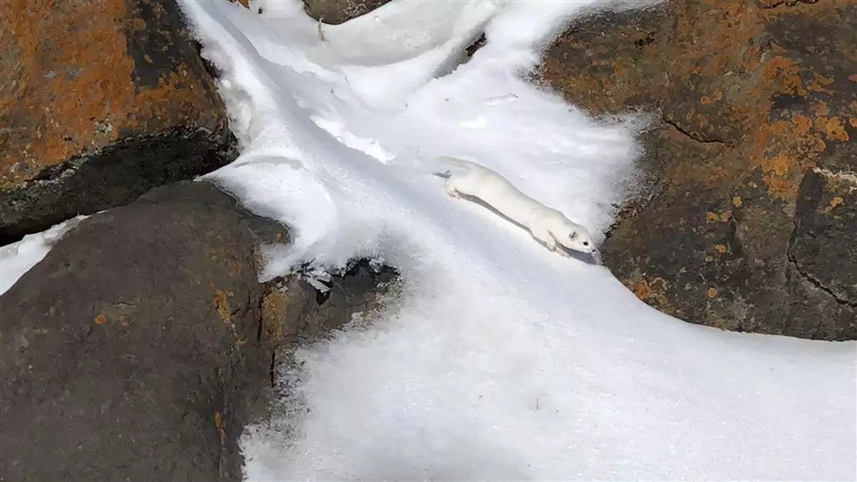 Kars'ta beyaz gelincik görüntülendi