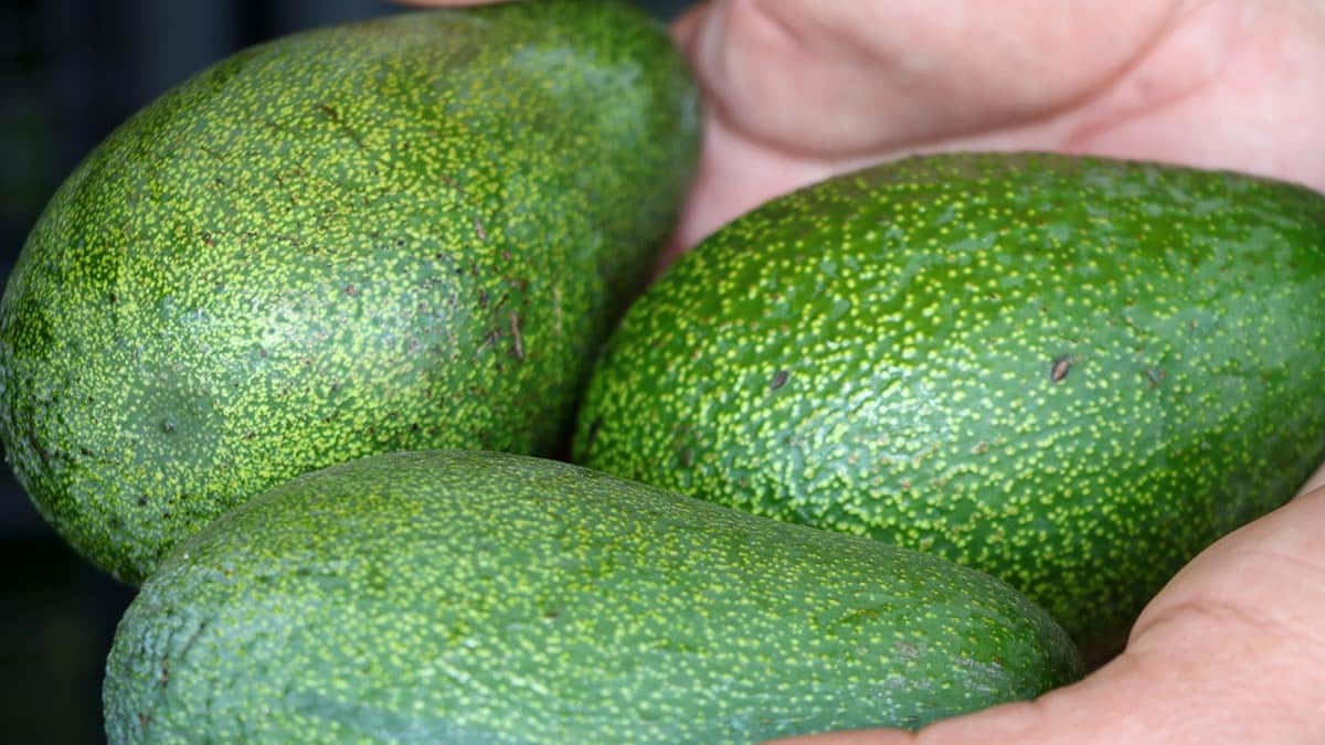 Antalya'nın Alanya ilçesinde çok yoğun üretilen ve hem yurt içi hem de yurt dışına gönderilen avokado talep patlaması yaşadı.