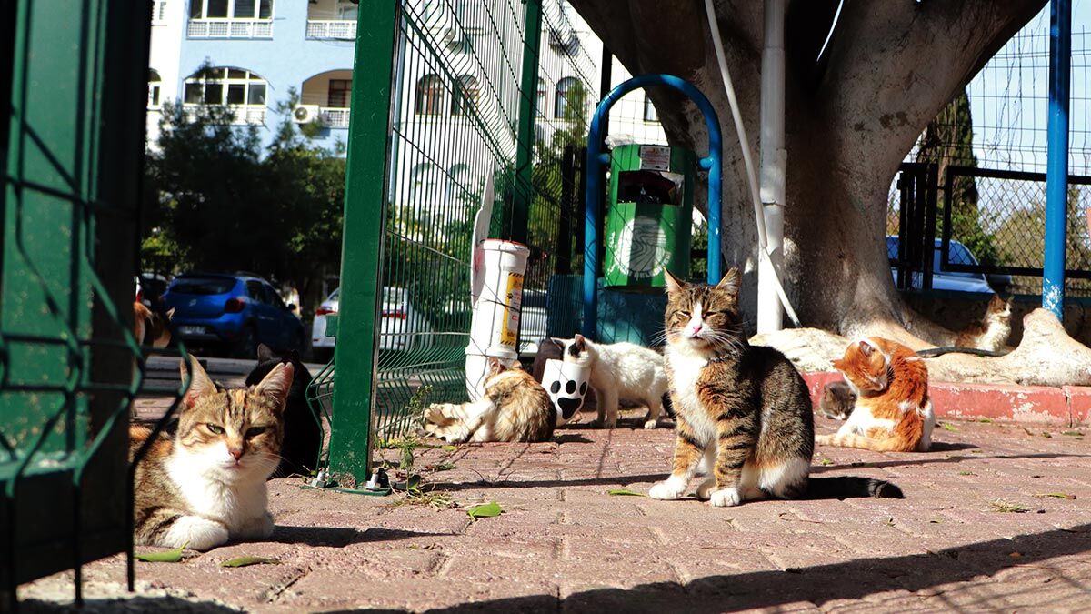 Hayvandan hayvana bulaşma eğilimi yok