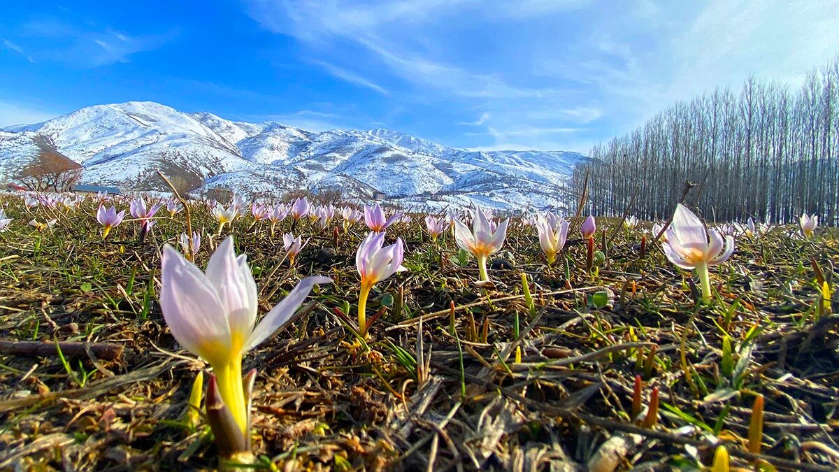 Baharın müjdecisi kardelenler çiçek açtı