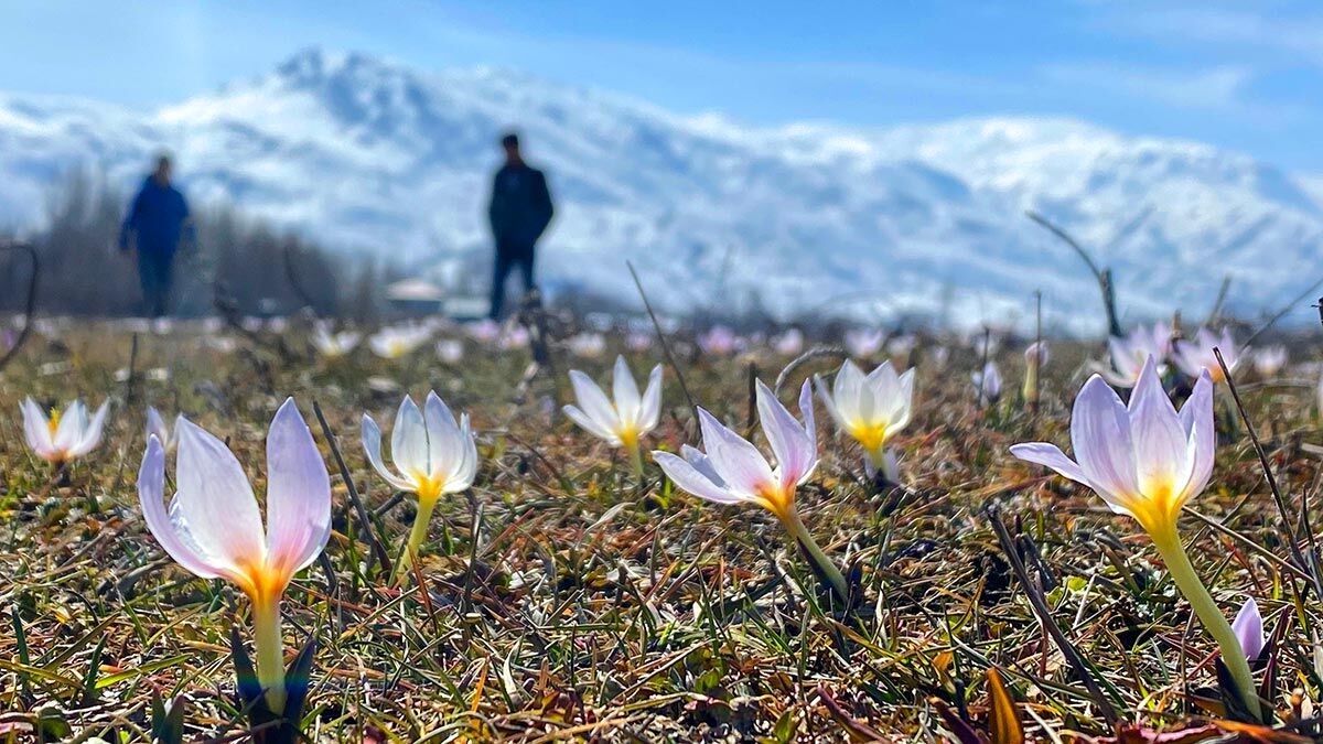 Baharın müjdecisi kardelenler çiçek açtı