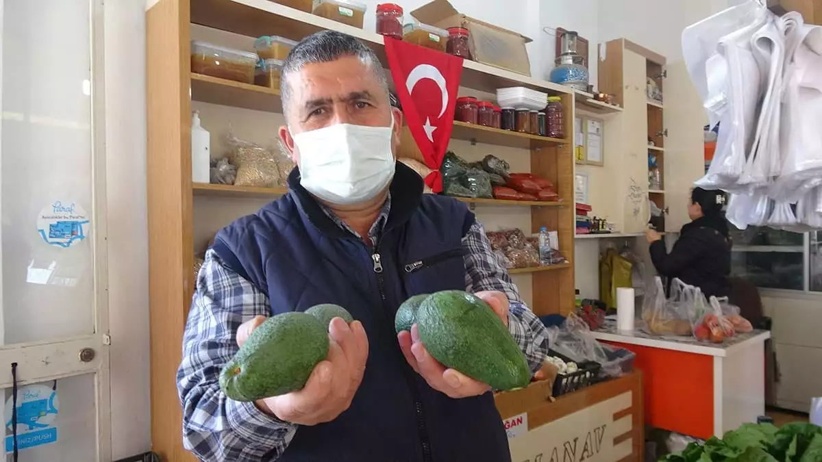 Mersin'in anamur ilçesinde, üretici yeni ürün avokadoyu tercih etmeye başladı. Avokadonun kendileri için daha cazip olduğunu söyledi.