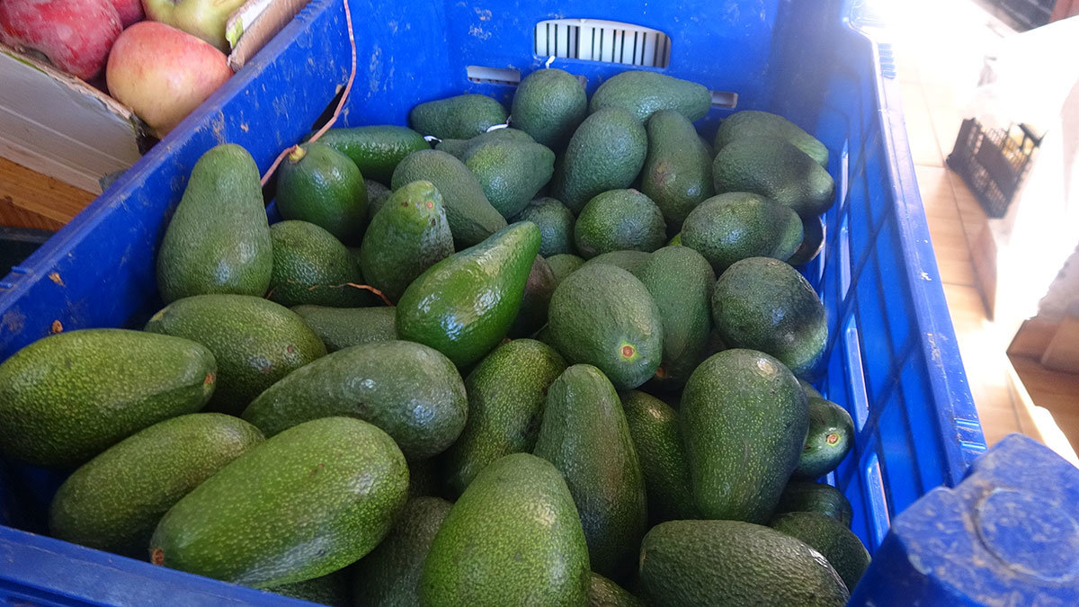 Üretici yeni ürün avokadoyu tercih ediyor