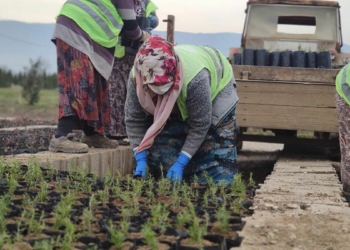 Fidanların toprakla buluşmasının mutluluğu