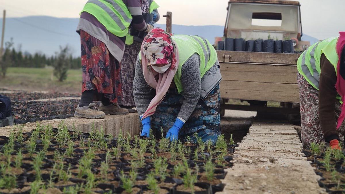 Fidanların toprakla buluşmasının mutluluğu
