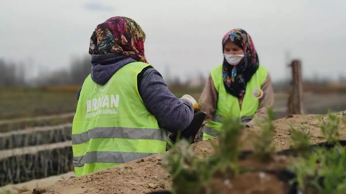 Pınar orman fidanlığı'nda çalışan kadınlar, tohumları ekerek elde ettikleri fidanların toprakla buluşmasının mutluluğunu yaşıyor.