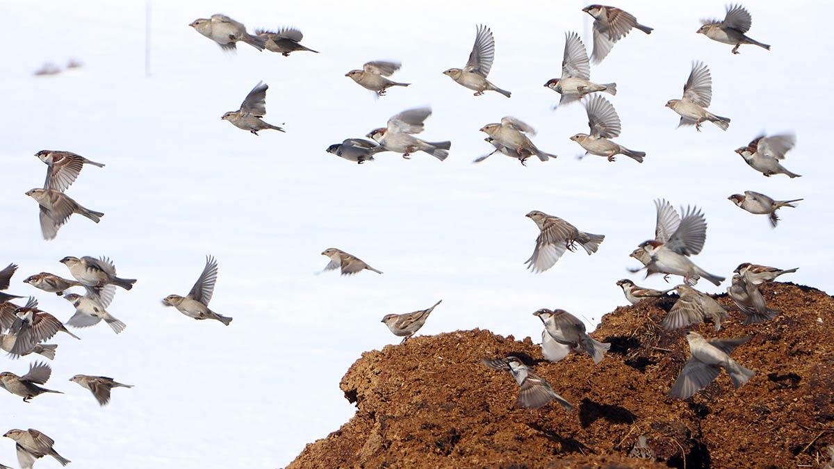Türkiye'nin en soğuk kentlerinden Erzurum'un merkez Palandöken ilçesi Yağmurcuk köyünün Esendere mezrasında ev ve ahırlar kara gömüldü.