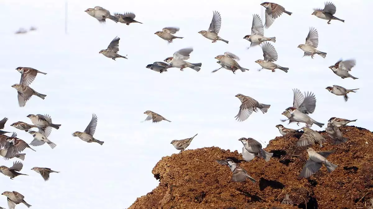 Türkiye'nin en soğuk kentlerinden erzurum'un merkez palandöken ilçesi yağmurcuk köyünün esendere mezrasında ev ve ahırlar kara gömüldü.