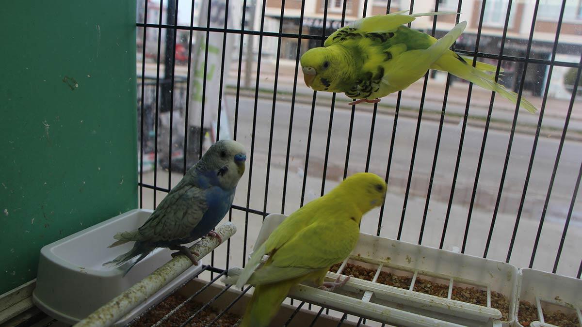 Koronavirüs sürecinde evlerinde kalan birçok kişi, yaşadıkları yalnızlık hissini sahiplendiği evcil hayvanlar ile giderdi.