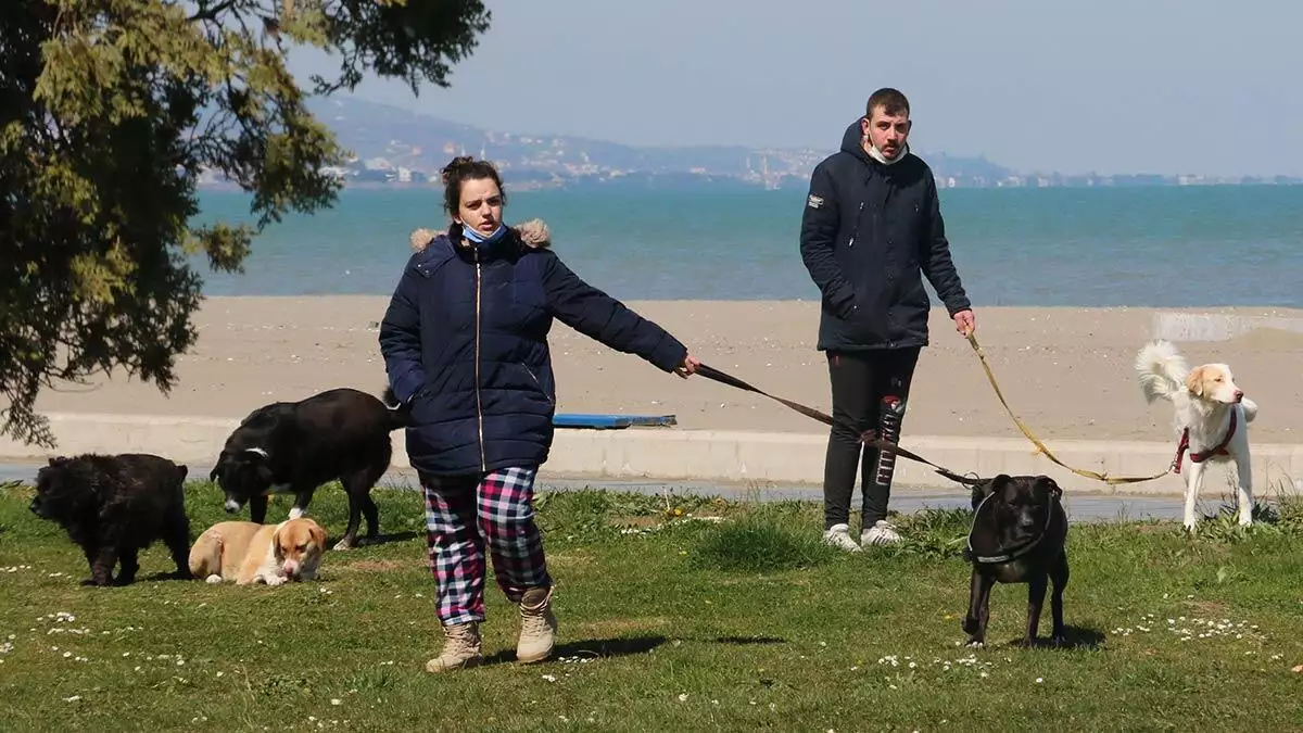 Samsun’da evcil hayvan sahiplenen kişi sayısında pandemi öncesine göre yüzde 70’lik dolayında bir artış yaşandı. Veteriner hekim elif köse hayvan sahiplenme oranın artmasından memnun olduklarını ancak pandemi sonrasında bu hayvanların terkedilme riski nedeniyle de endişede duyduklarını söyledi.