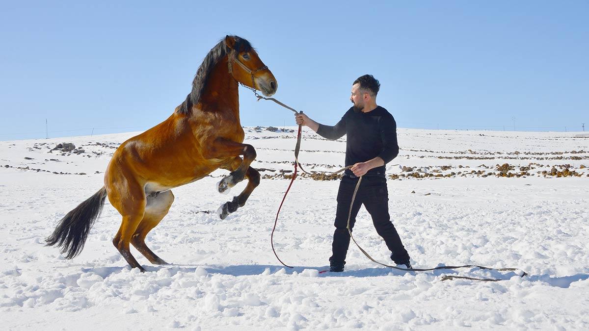 Rahvan atlar Türkiye'nin dört bir yanına satılıyor
