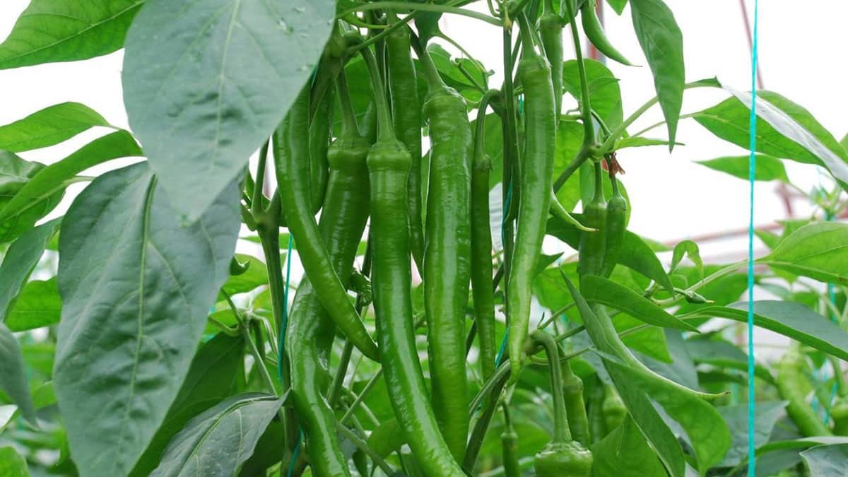 Zam şampiyonu sivri biber