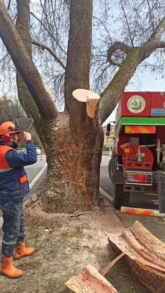 110 yıllık çınara müdahale