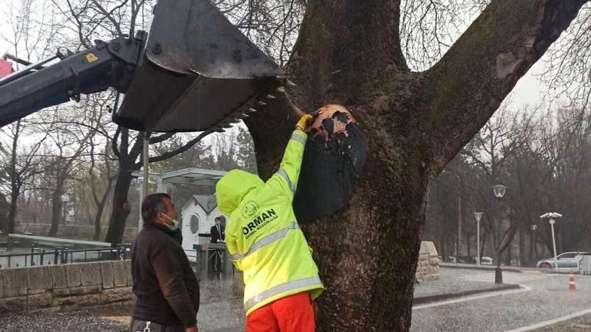 110 yıllık çınara müdahale