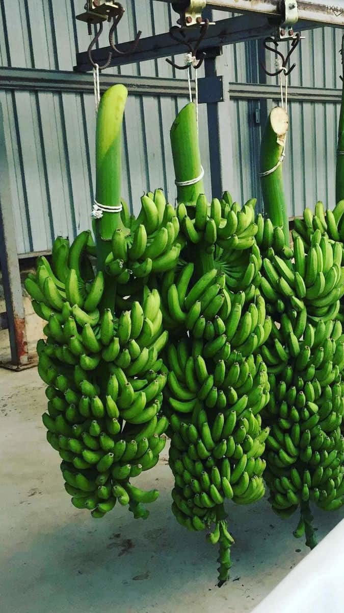 450 bin ton muz üretimi yapılıyor