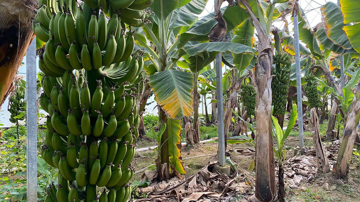 450 bin ton muz üretimi yapılıyor