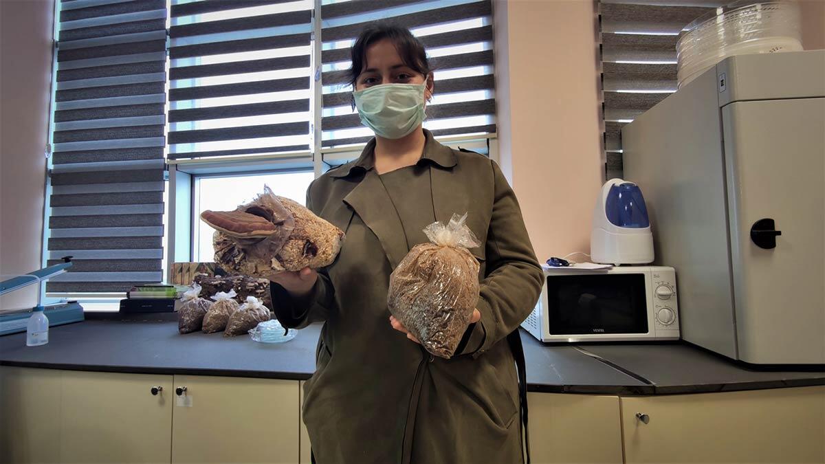 Tıbbi mantar yetiştiriciliği için düzenlenen kurslara katılanlar mantar yetiştiriciliğini öğrenmeye çalışıyor.