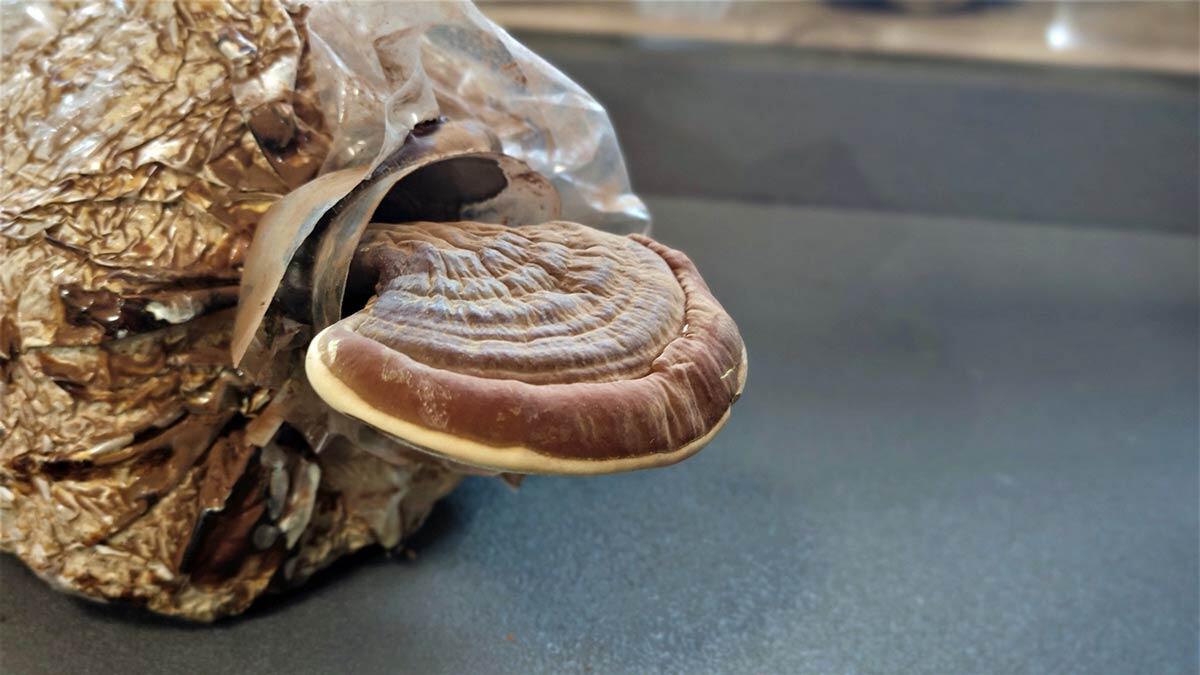 Tıbbi mantar yetiştiriciliği öğreniyorlar