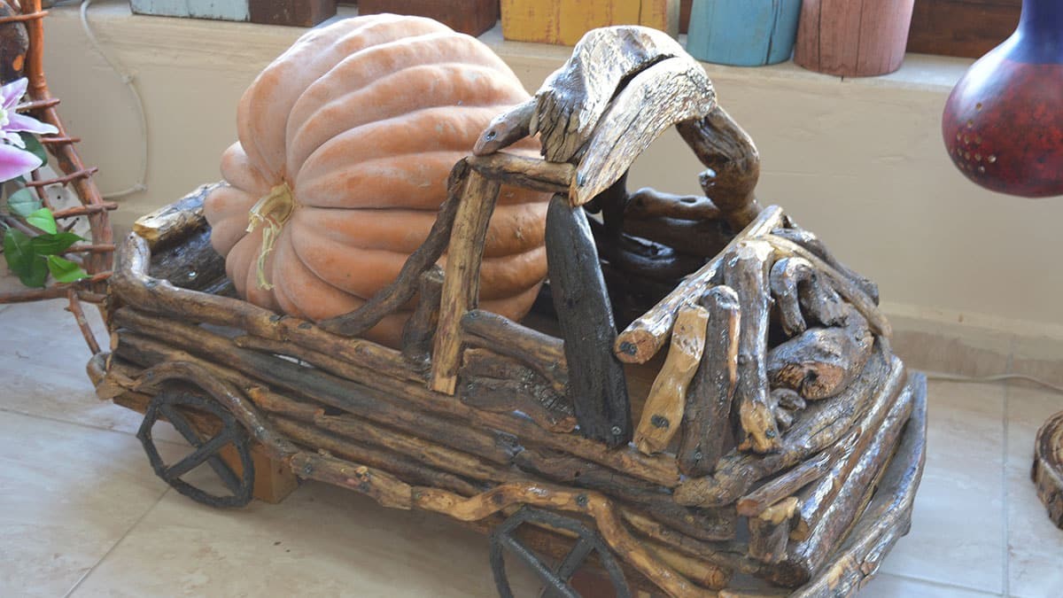 Ağaç köklerini sanat eserine dönüştürüyor