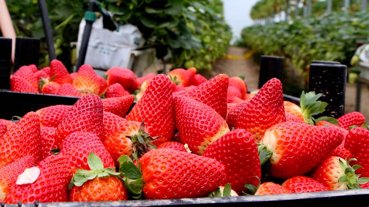 Topraksız tarım teknolojisiyle çilek üretimi