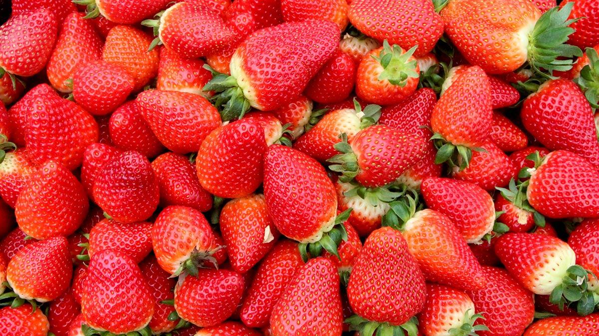 Girişimci Merve Başak, Hindistan cevizinin kabuğundan elde edilen kokopit malzemesinden, topraksız tarım teknolojisiyle çilek üretmeye başladı.