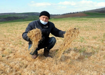 Zirai don buğday tarlalarına zarar verdi
