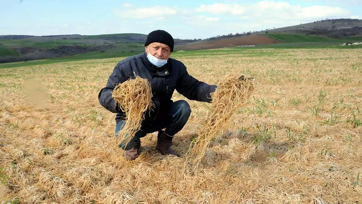 Zirai don buğday tarlalarına zarar verdi