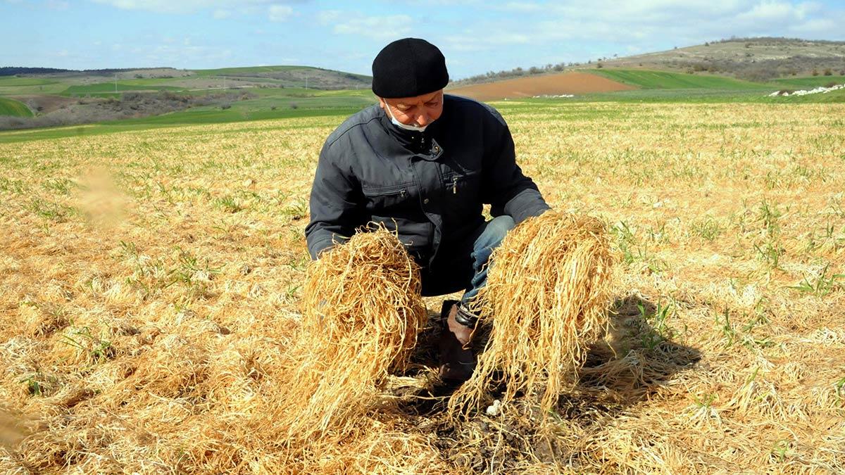 Türkiye'nin buğday üretiminin önemli bir bölümünü karşılayan Trakya'da yaklaşık 15 gün önce hava sıcaklığının gece eksi 13 dereceye kadar düşmesiyle birlikte yaşanan zirai don, erken ekilen buğday tarlalarının sararmasına neden olurken, üst köklerinde hasar oluşturdu.