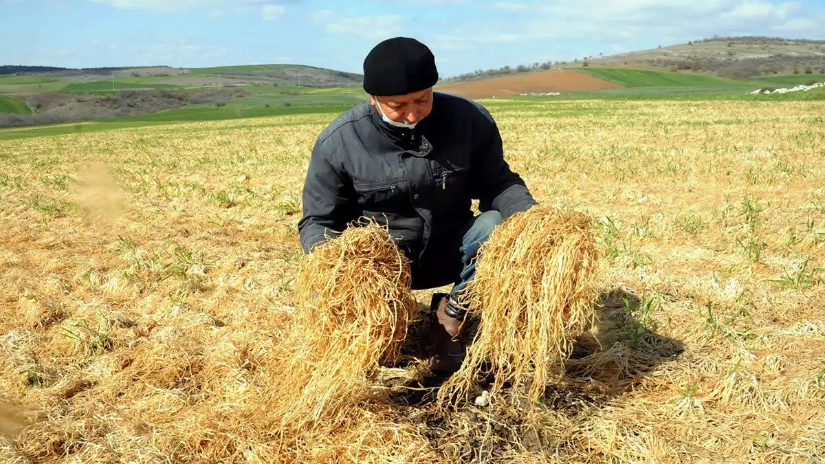 Türkiye'nin buğday üretiminin önemli bir bölümünü karşılayan trakya'da yaklaşık 15 gün önce hava sıcaklığının gece eksi 13 dereceye kadar düşmesiyle birlikte yaşanan zirai don, erken ekilen buğday tarlalarının sararmasına neden olurken, üst köklerinde hasar oluşturdu.