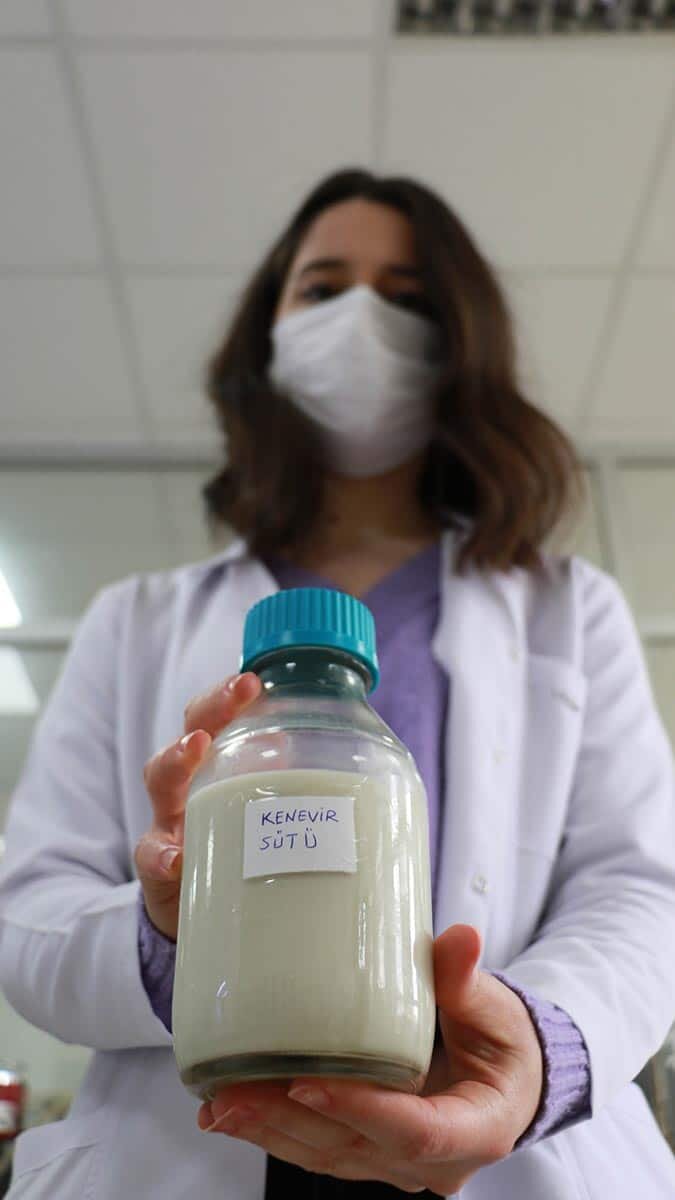 Kenevir tohumundan kenevir sütü geliştirildi