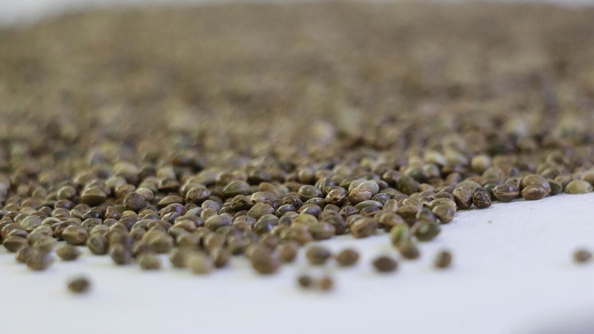 Samsun Ondokuz Mayıs Üniversitesi (OMÜ) Kenevir Araştırmaları Enstitüsü'nce kenevir tohumundan kenevir sütü geliştirildi.