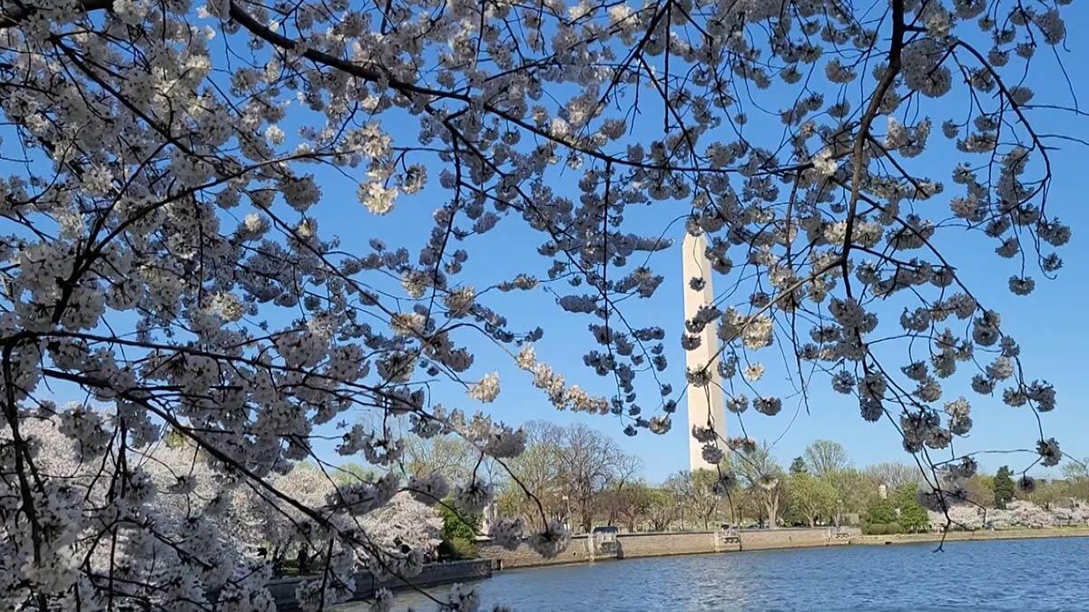 Washington'da Japon kirazı ağaçları çiçek açtı