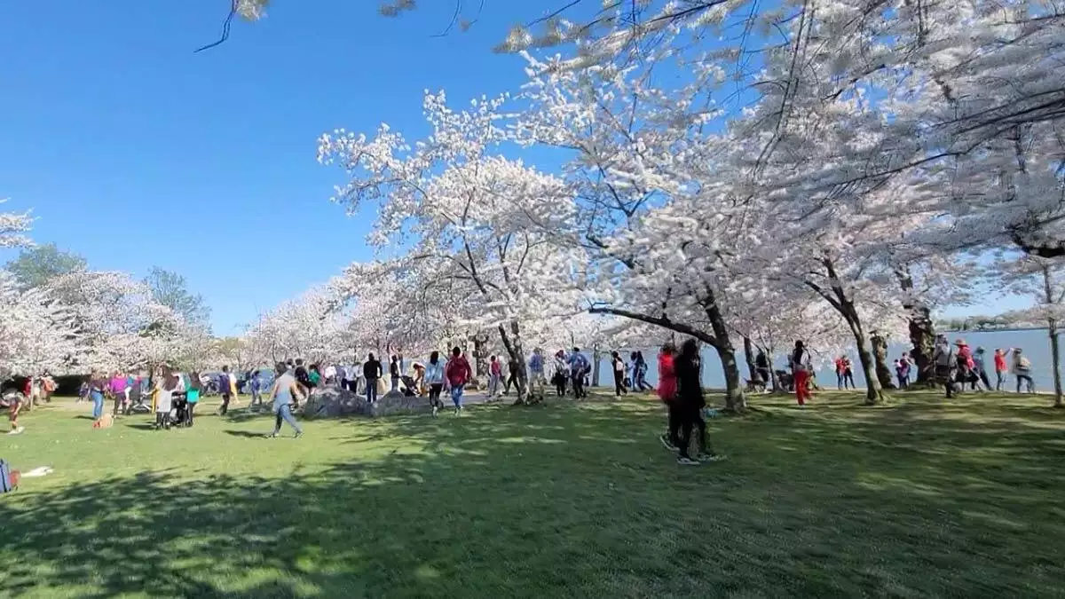 Amerika birleşik devletleri'nin (abd) başkenti washington'da japon kirazı ağaçları çiçek açtı.