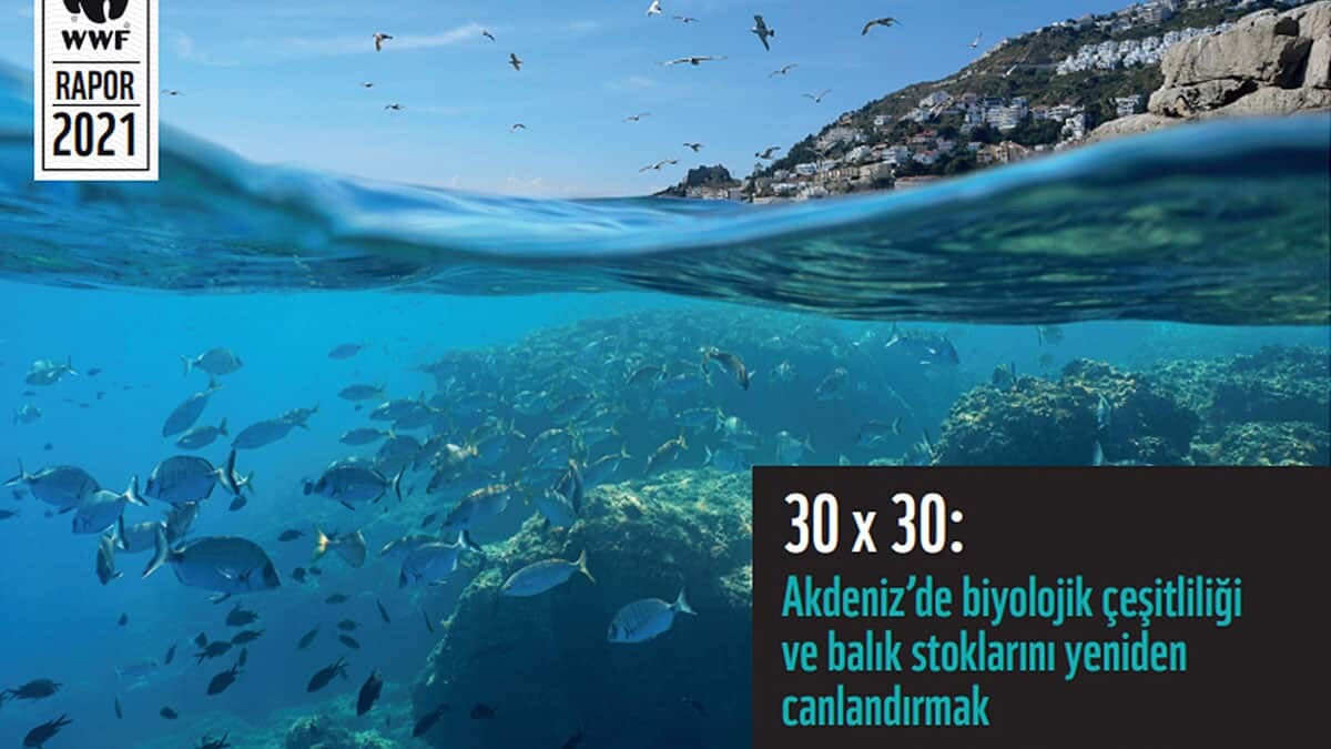 Mevcut mavi ekonomi modelinin sürdürülebilir olmadığı ve kendisini besleyen varlıkları tehlikeye atma yolunda ilerlediği belirtilen raporda, bölge ekonomisinin sağlıklı deniz ekosistemleri ve biyolojik çeşitlilik sayesinde ayakta durabileceği kaydedildi.