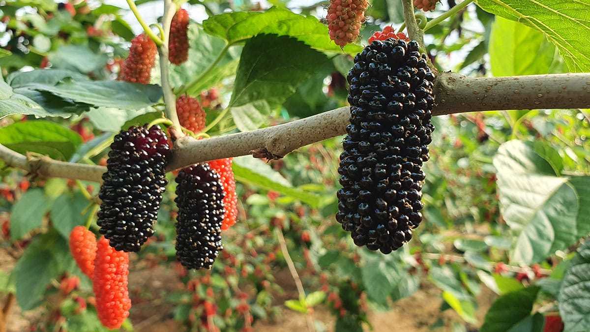 Türkiye'nin ilk karadut hasadı başladı