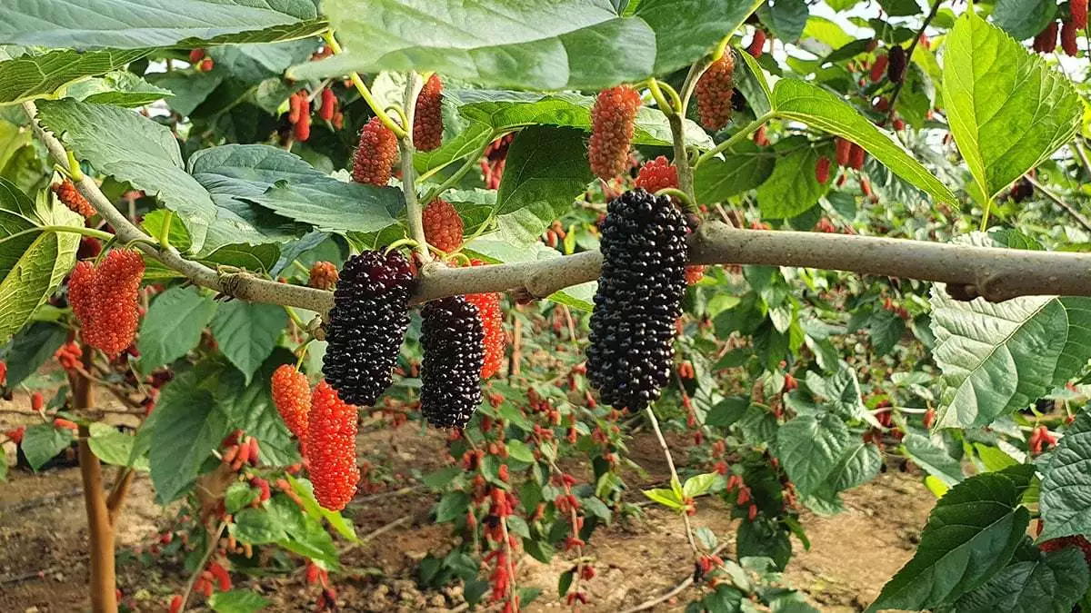 Mersin'in silifke ilçesinde türkiye'nin ilk karadut hasadı başladı. 2 dönümlük serada bu yıl 6 ton hasat beklenirken, kilosu ise 15 tl'den alıcı buluyor.