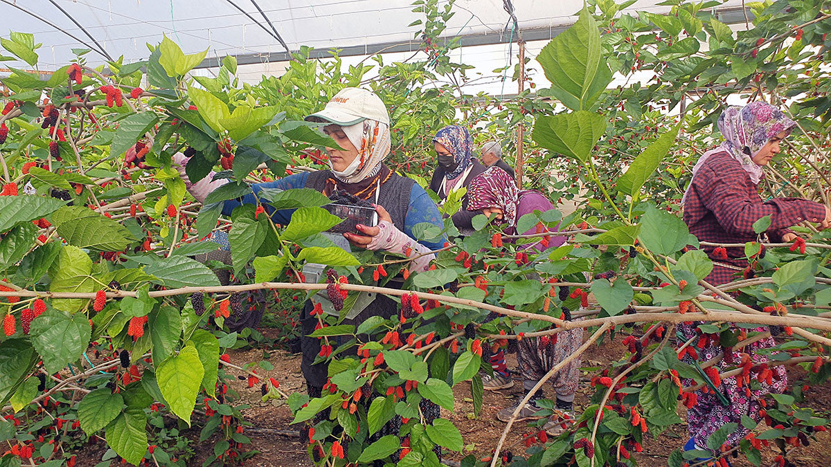 Türkiye'nin ilk karadut hasadı başladı