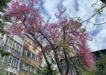 Erguvan ağacını mahalle sakinleri kurtardı