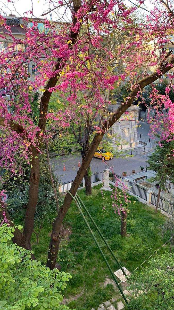 Beşiktaş'ta bulunan ve 134 yıllık olduğu belirtilen erguvan ağacını mahalle sakinlerinin karşı koyması sonucu kesilmekten kurtuldu.